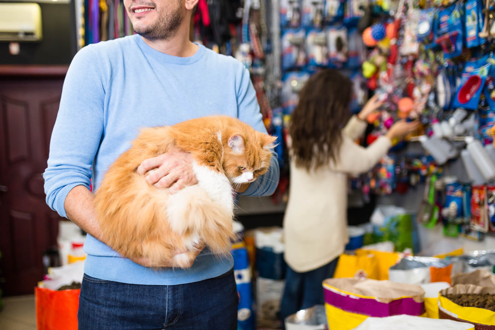Nosso gato de estimação no colo de um cliente que ama gatos
