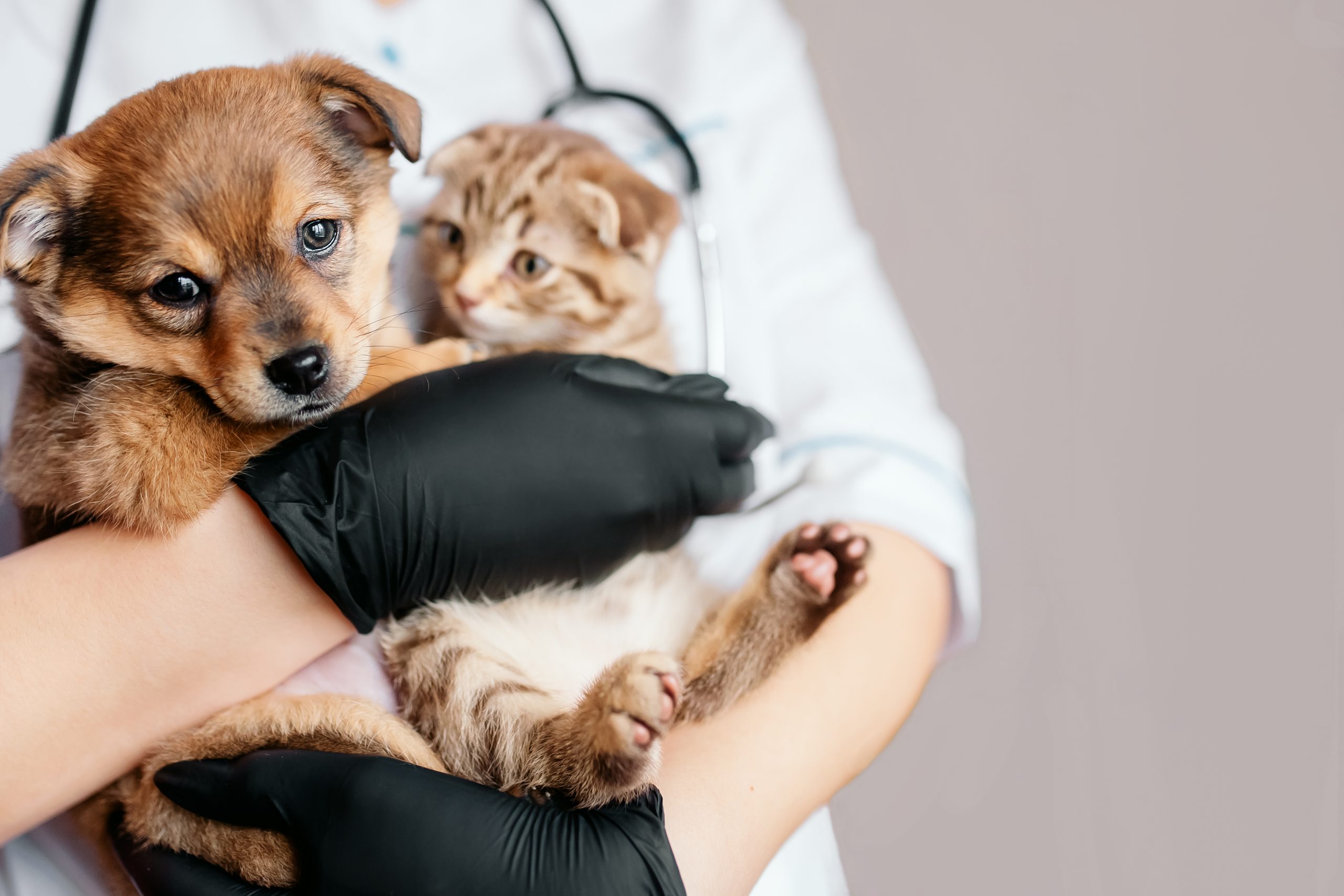 Dois irmãozinhos de pata sendo acolhido pelo nosso médico